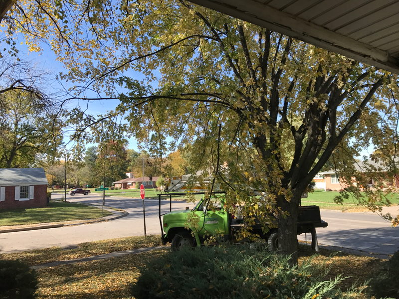 Illustration for article titled Trees Are Being Trimmed